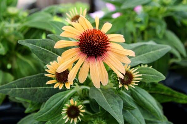 'Tequila Sunrise' Coneflower