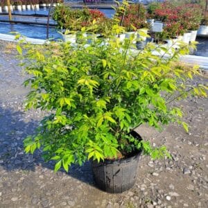 Burning Bush, 'Little Moses'