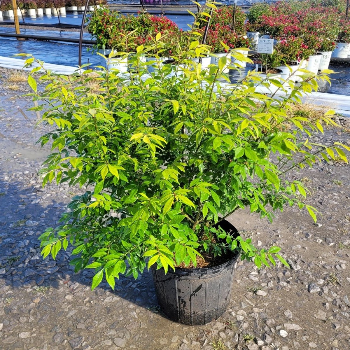 Shop - Lurvey Landscape Supply