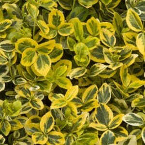 Euonymus, 'Sunrise'