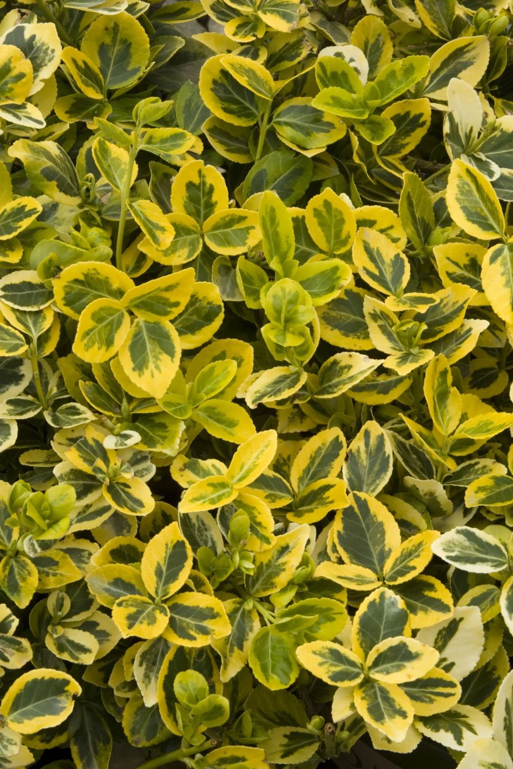Euonymus, 'Sunrise'