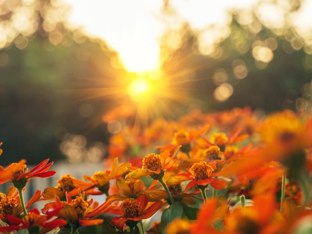 Vibrant orange flowers in summer early morning sun