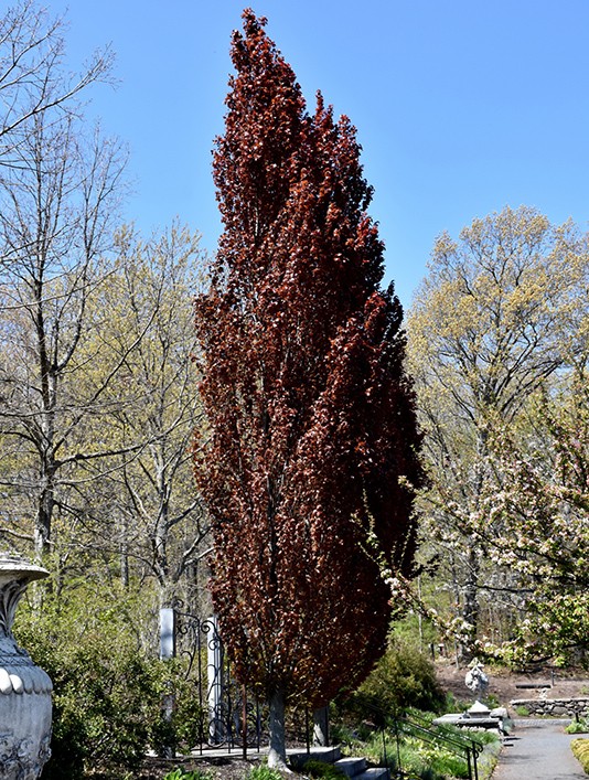 Beech, European 'Rohanii Obelisk'