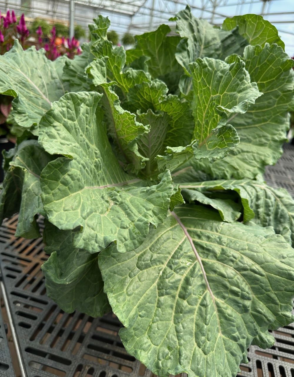 Cabbage/Kale Deadon #1 - Image 2
