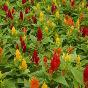 Celosia