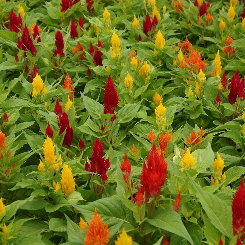Celosia