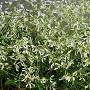 Euphorbia 4in