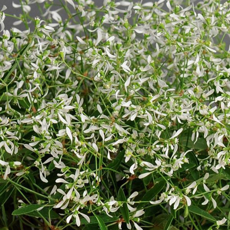 Euphorbia 4in