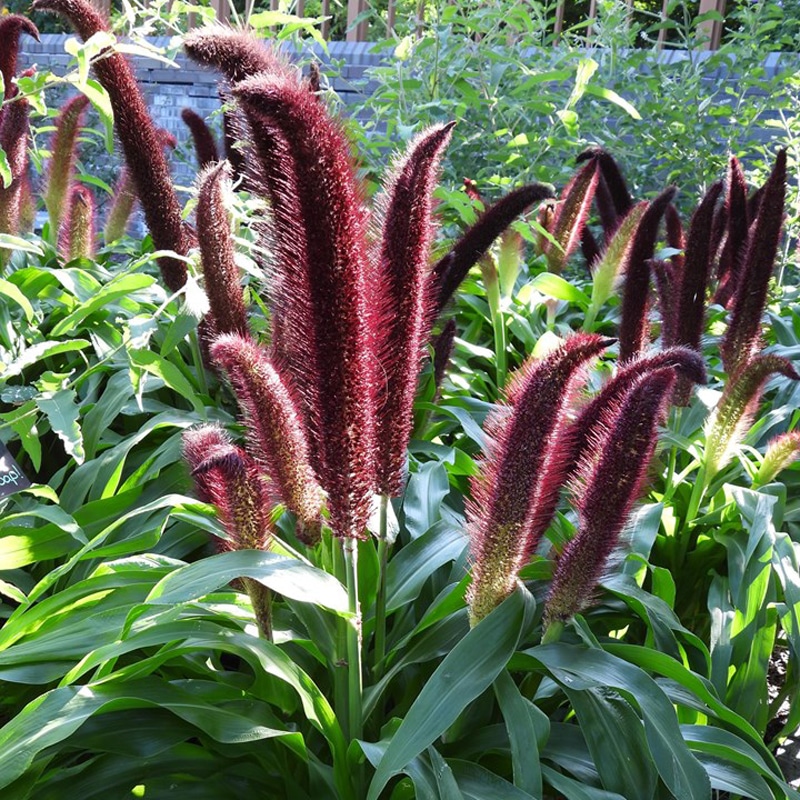 Grass/Millet - Image 2