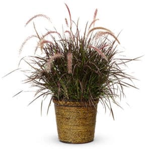 Grass/Millet