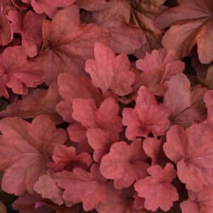 Heuchera 4in
