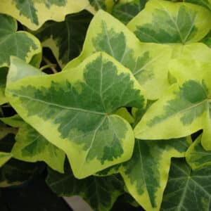 Ivy 4in
