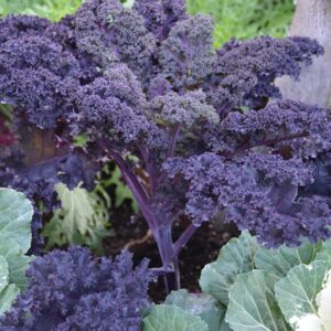Cabbage/Kale Red-Scarlet Bor
