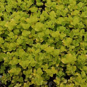Lysimachia 4in
