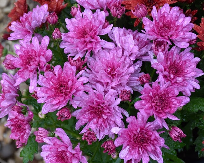 Mum Pink/Lavender - Image 2