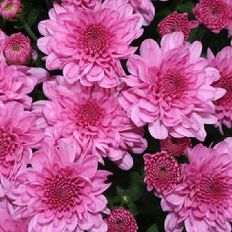 Mum Pink/Lavender - Image 3