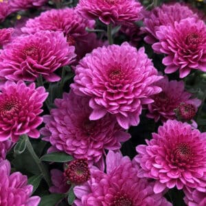 Mum Pink/Lavender