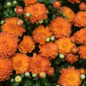 Mum Orange/Bronze