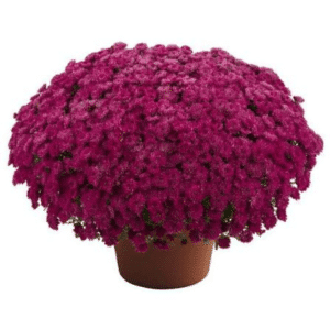 Mum Purple