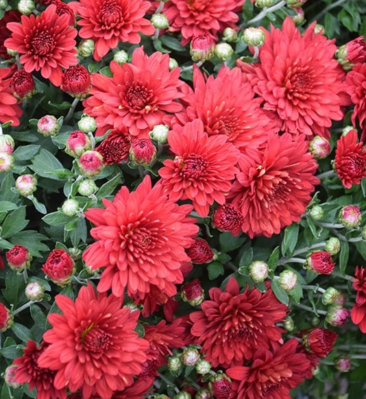 Mum Red - Image 2