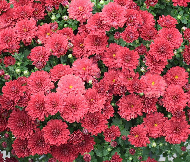 Mum Red - Image 3