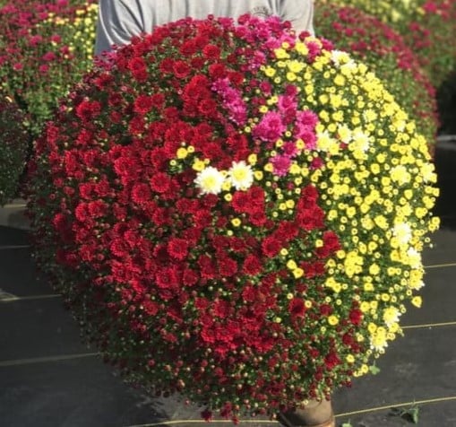 Mum Tri-color