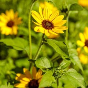 Sunflower #1