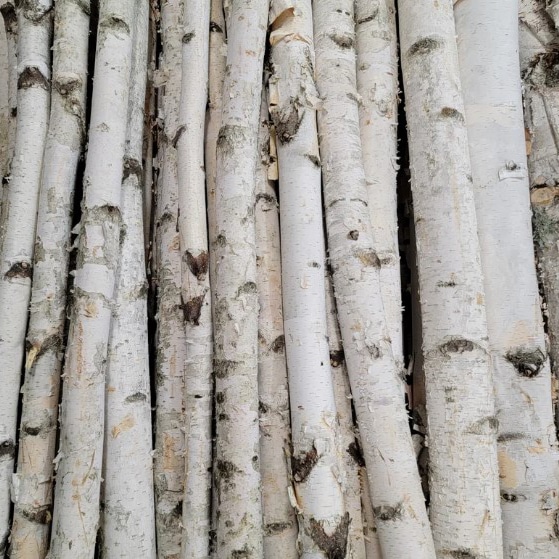 EXT-Branch, Birch Pole (4'L x 2-3"D)