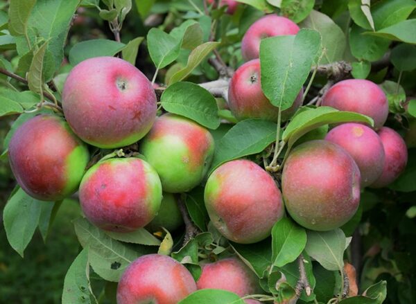 Apple, 'McIntosh'