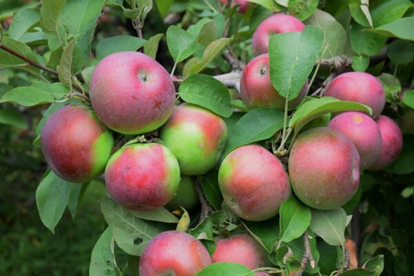 Apple, 'Red McIntosh'