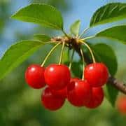 Cherry, 'Balaton'