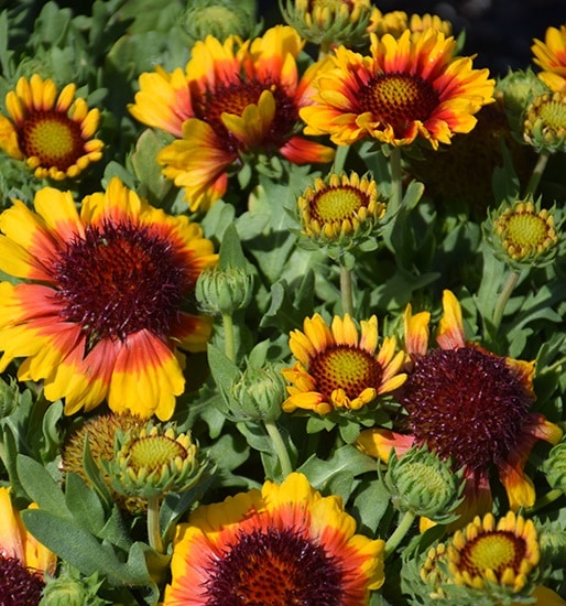 Red Starburst' Blanket Flower Lurvey Landscape Supply