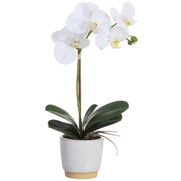 White Phalaenopsis Orchid in Pot