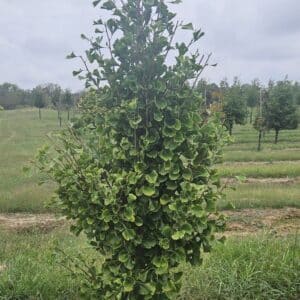 Ginkgo, 'Grindstone'