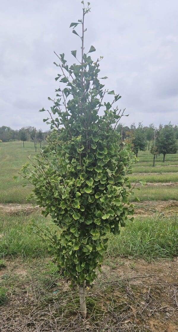 Ginkgo, 'Grindstone'
