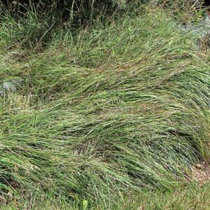 Blue Sedge