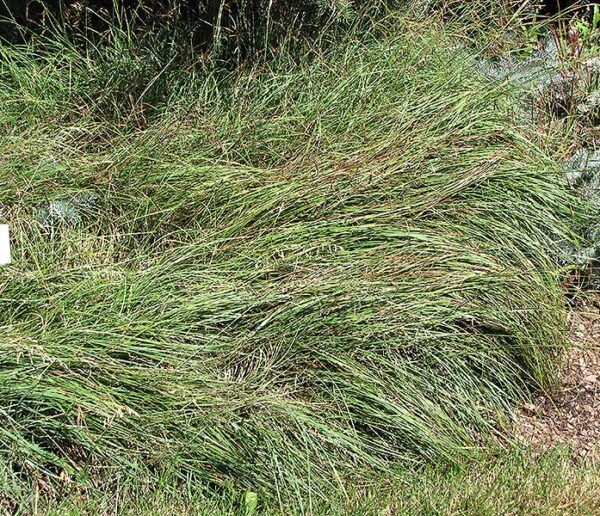Blue Sedge