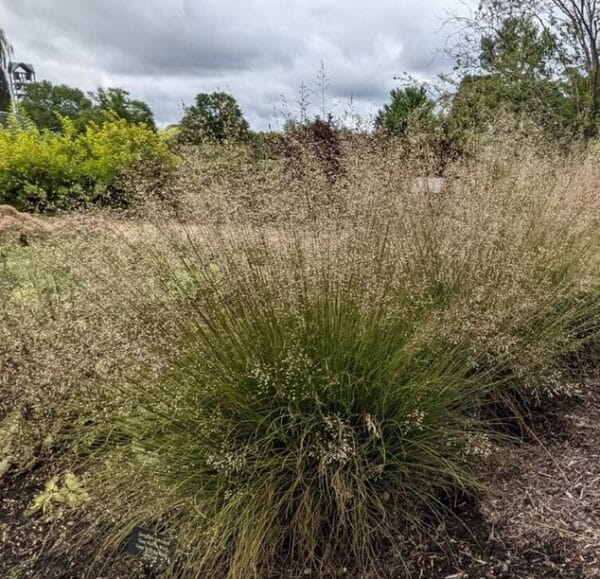'Gone With The Wind' Prairie Dropseed - Image 2
