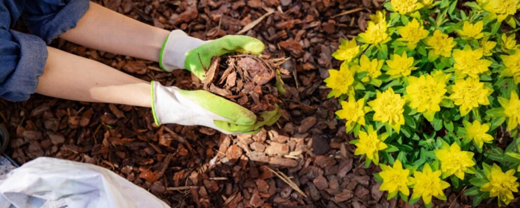 Spreading mulch around flowers. 