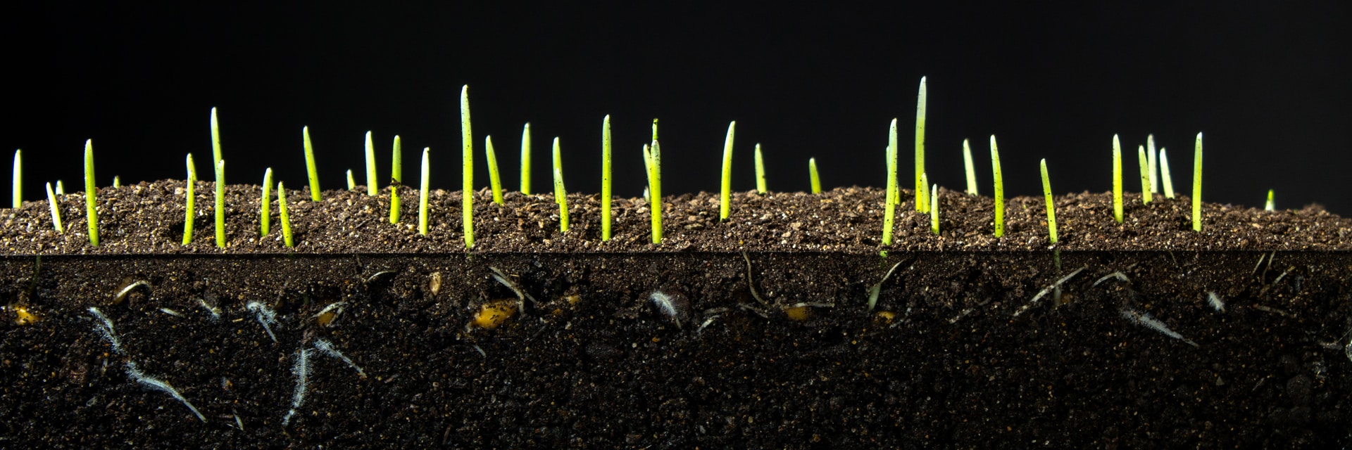 Grass seedlings showing roots