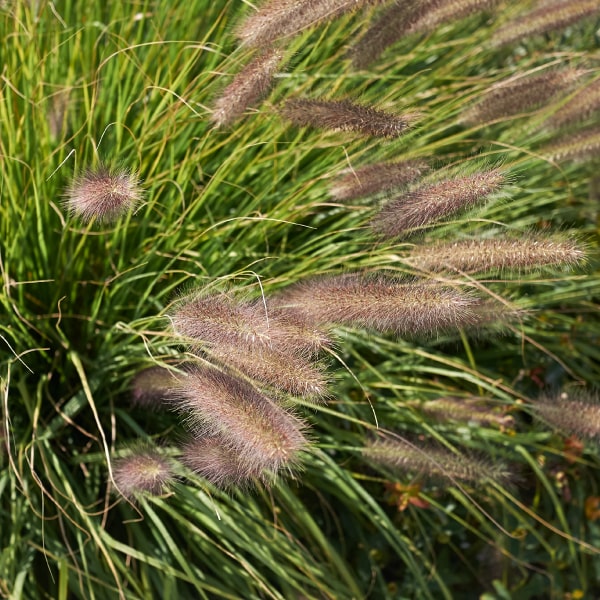 Grasses