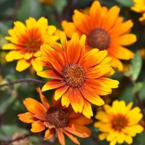 'Summer Eclipse' False Sunflower