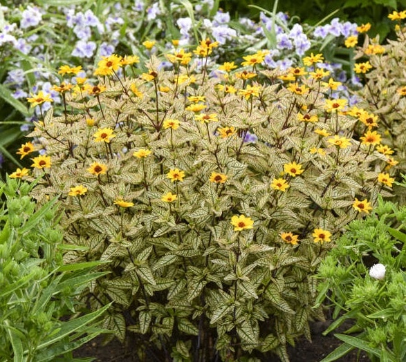'Touch of Blush' False Sunflower