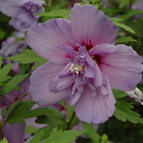 Rose of Sharon, 'Blue Chiffon'