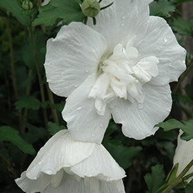 Rose Of Sharon, 'White Chiffon'