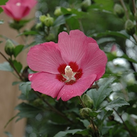 Rose Of Sharon, 'Woodbridge'