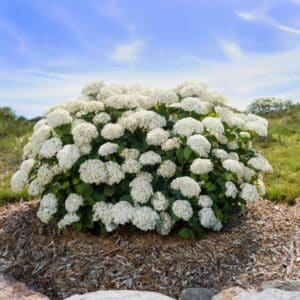 Hydrangea, 'Flowerfull'