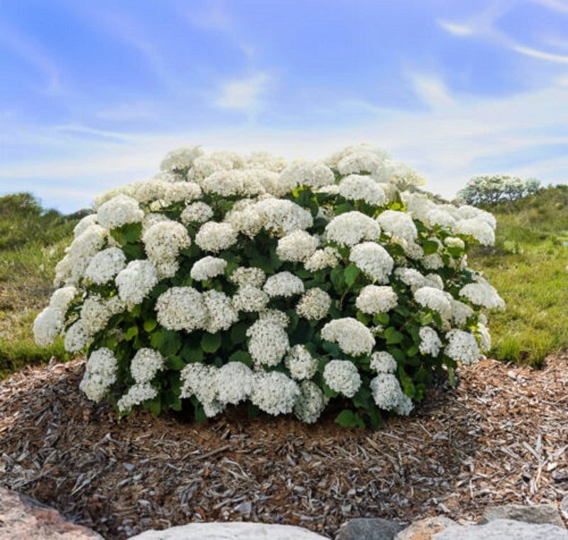 Hydrangea, 'FlowerFull'