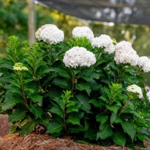 Hydrangea, 'DreamCloud'