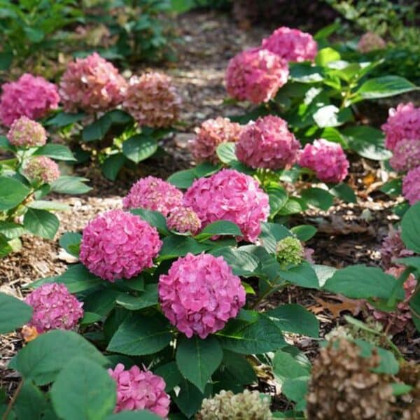 Hydrangea, 'Let's Dance Arriba'